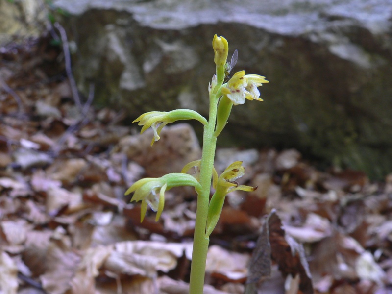 Corallorhiza trifida